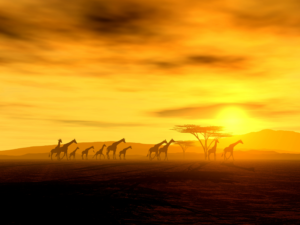 Afrika Sonnenuntergang © Nicole Steinbichler - Fotolia