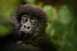 Gorilla-Baby 3 © Vladi Mircech - Freepik