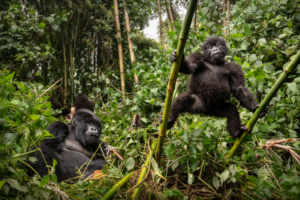 Gorilla-Baby im Baum © Vladi Mircech - Freepik